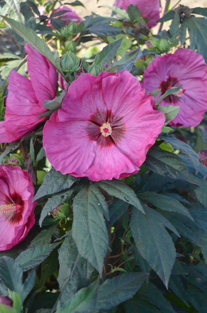 Hibiscus Summerific® 'Berry Awesome' (088949)