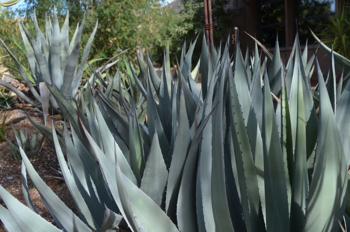 Agave flexispina '' (089113)