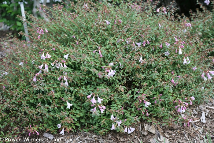 Abelia Color Choice® 'Pinky Bells®' (089554)