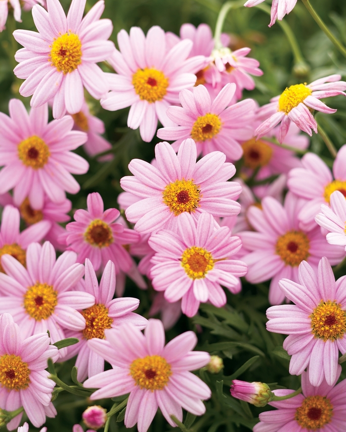 Argyranthemum frutescens Molimba® 'Pink' (089767)