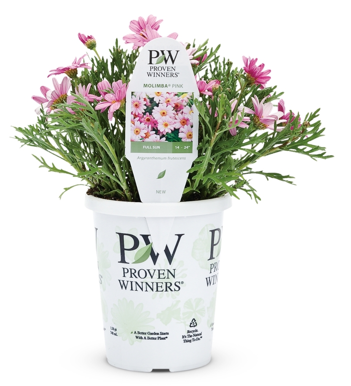 Argyranthemum frutescens Molimba® 'Pink' Marguerite Daisy | Garden ...