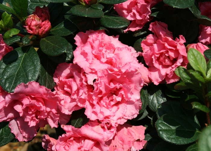 Rhododendron Bloom-A-Thon® 'Pink Double' (095279)
