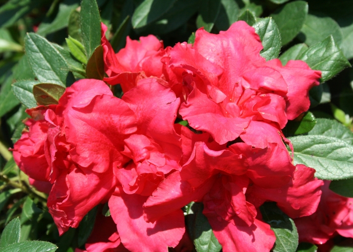Rhododendron Bloom-A-Thon® 'Red' (095289)
