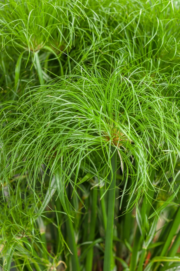 Cyperus papyrus Graceful Grasses® 'Prince Tut™' (101787)