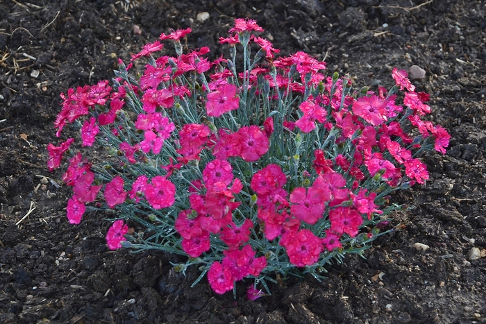 Dianthus 'Paint the Town Magenta' (101847)