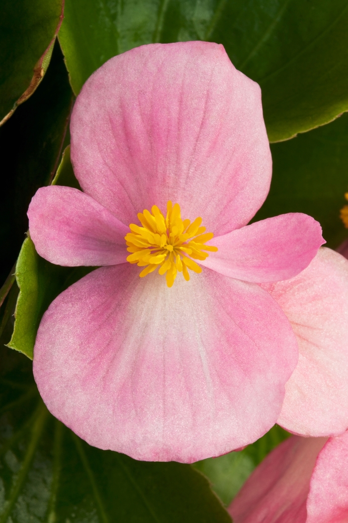 Begonia semperflorens Topspin™ 'Pink' (107117)