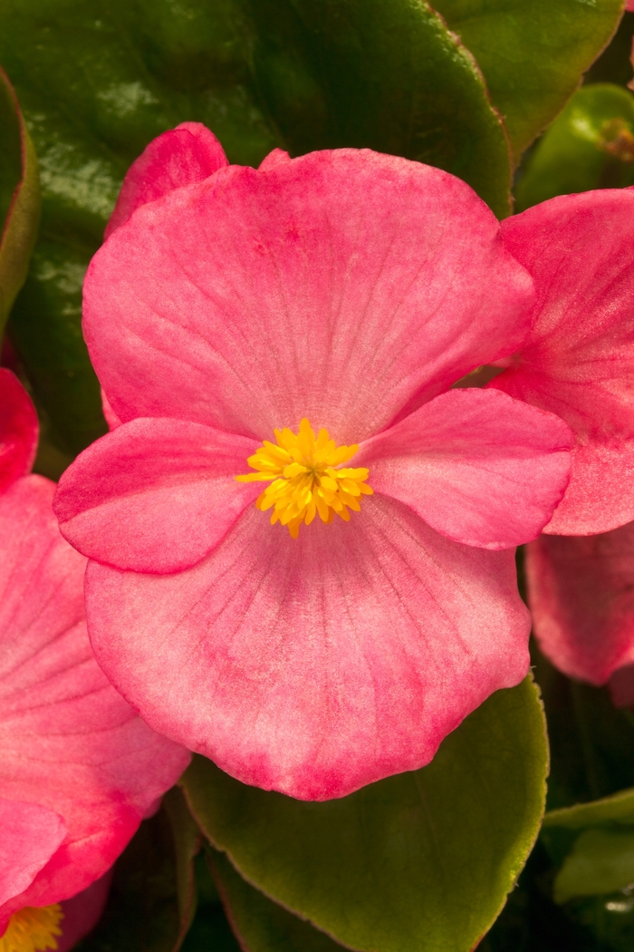 Begonia semperflorens Topspin™ 'Rose' (107118)