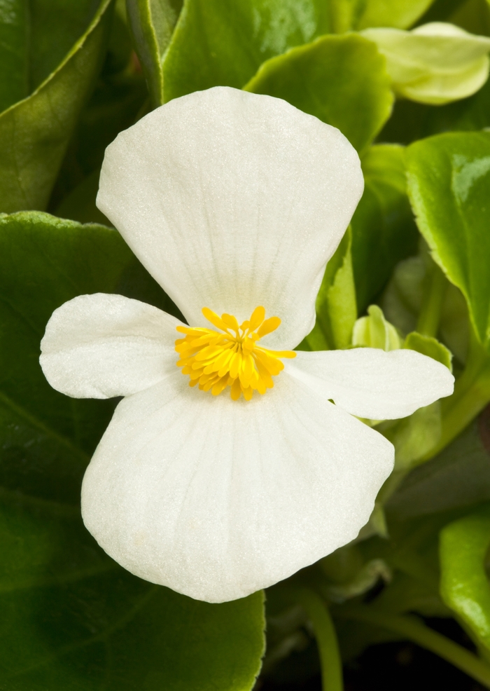Begonia semperflorens Topspin™ 'White' (107120)