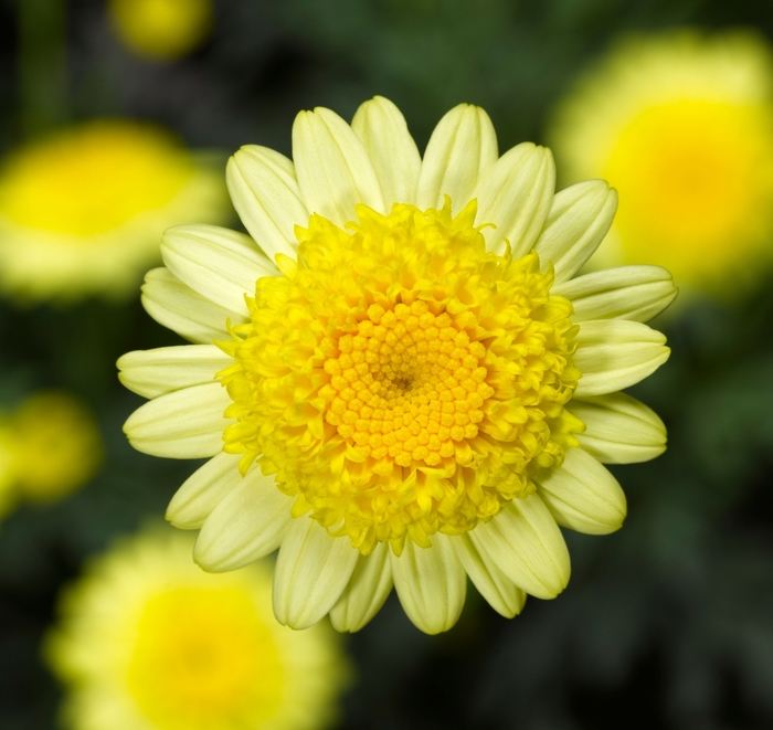 Argyranthemum frutescens Sassy® 'Double Yellow' (107759)