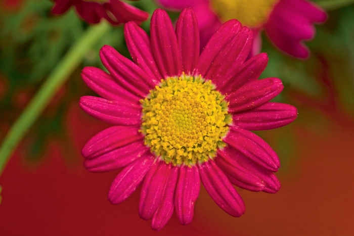Argyranthemum frutescens Sassy® 'Red' (107762)