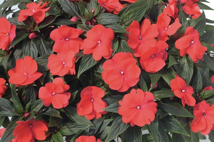 Impatiens hawkeri Super Sonic® 'Dark Salmon' New Guinea Impatiens