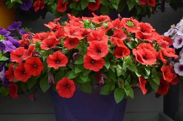 Petunia Capella™ 'Red' Petunia from Garden Center Marketing