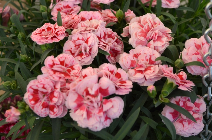 Dianthus 'Sunflor Megan' Carnation | Garden Center Marketing