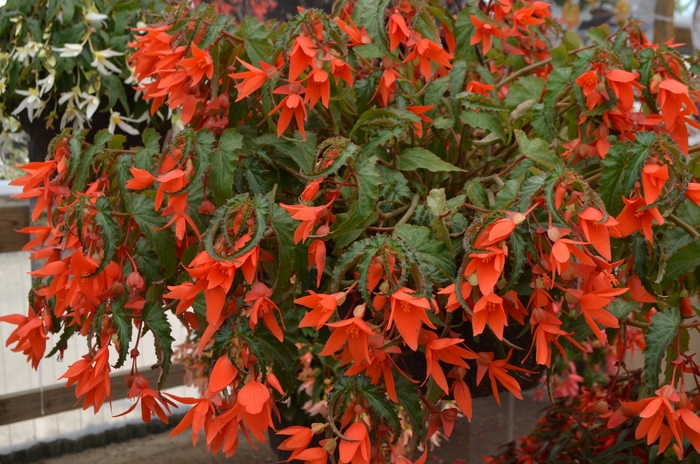 Begonia Summerwings® 'Orange' (109394)