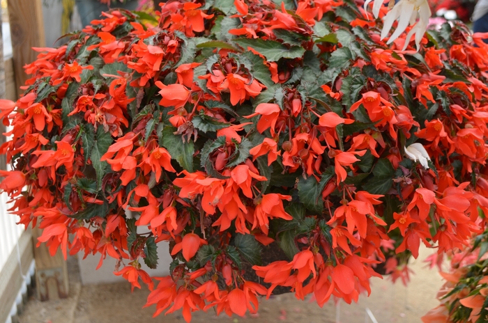 Begonia x tuberhybrida Summerwings® 'Coral Elegance' (109398)