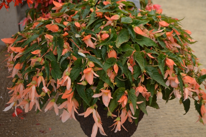 Begonia x tuberhybrida Summerwings® 'Apricot' (109399)