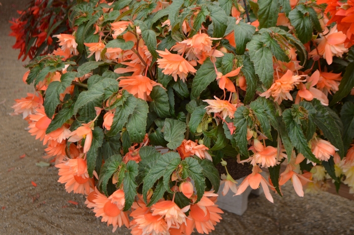 Begonia Belleconia™ 'Soft Orange' (109400)
