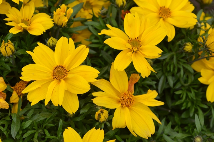 Bidens Pop Star Garden