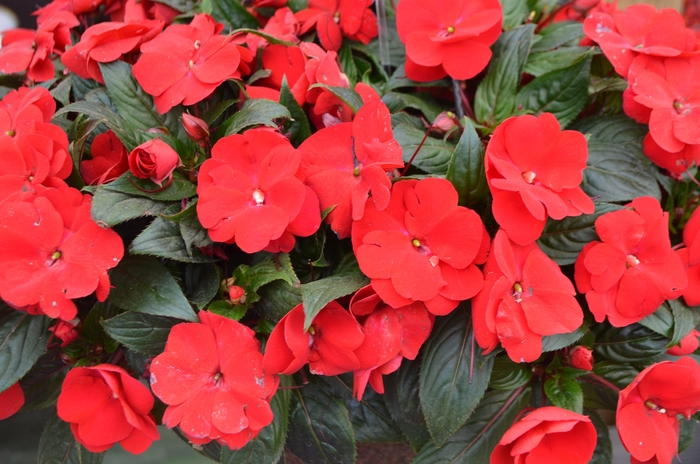 Impatiens hawkerii Paradise 'New Red' (109547)