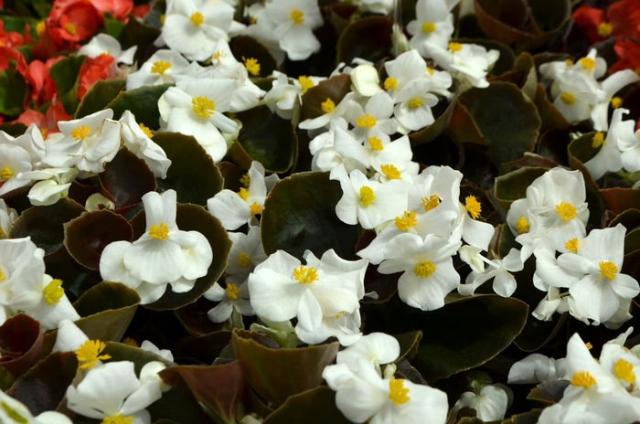 Begonia semperflorens Nightlife 'White' (109789)