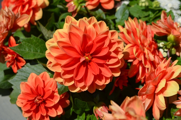 Dahlia x hortensis Lubega® Power 'Orange' (110041)