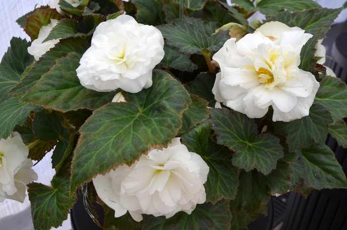 Begonia x tuberhybrida Nonstop® 'White' (110096)