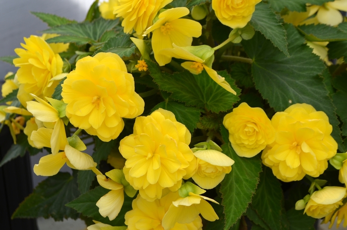 Begonia x tuberhybrida Nonstop® 'Joy Yellow' (110101)