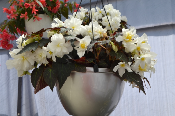 Begonia x tuberhybrida Nonstop® 'Joy Mocca White' (110104)