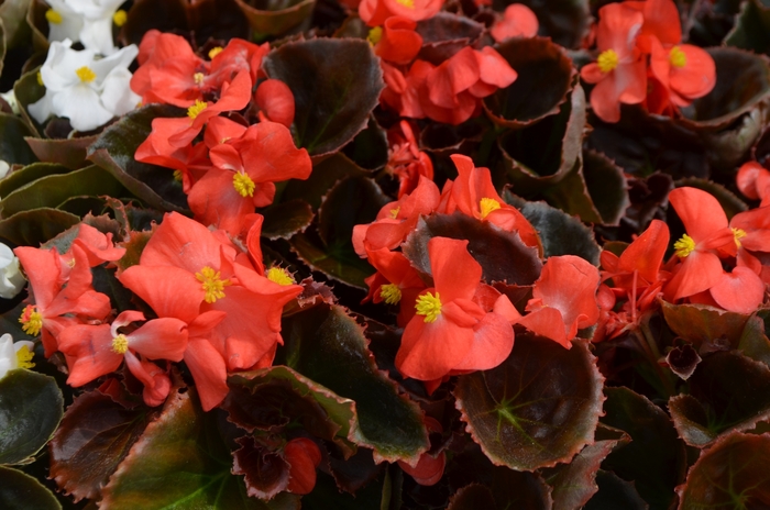 Begonia semperflorens Nightlife 'Red' (110110)