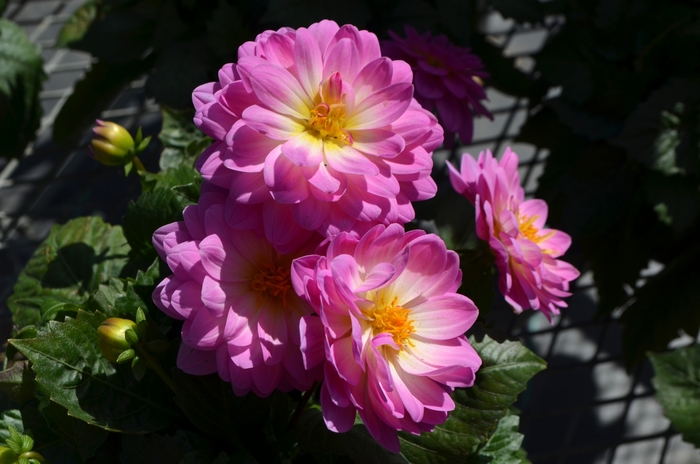 Dahlia x hortensis Lubega® Power 'Rose Bicolor' (110397)