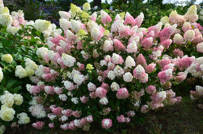 Hydrangea paniculata 'Strawberry Sundae®' (110912)