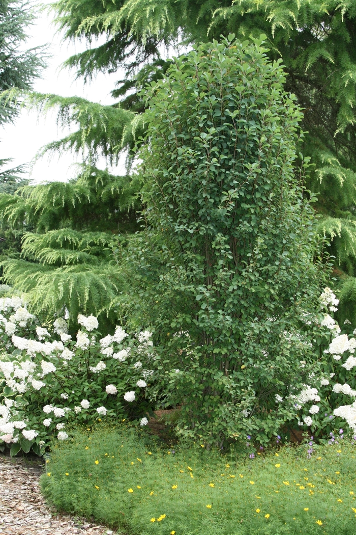 Amelanchier alnifolia 'Standing Ovation™' (110916)