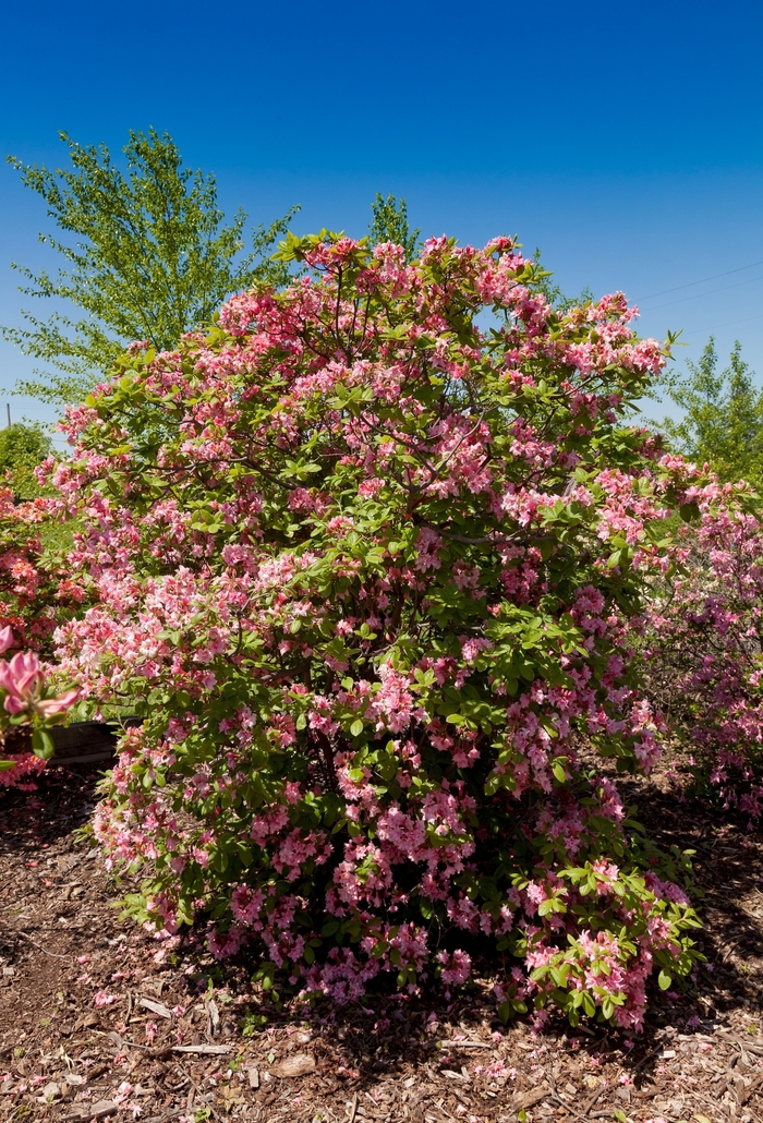 Rhododendron Electric Lights™ 'Double Pink' (110966)