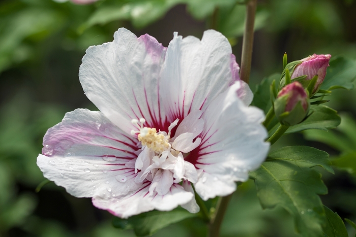 Hibiscus syriacus First Editions® 'Fiji™' (110982)