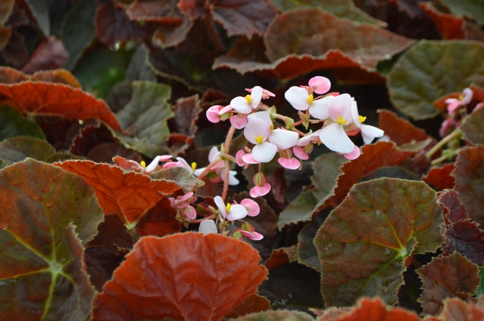 Begonia rhizomatous 'Autumn Ember' (111164)