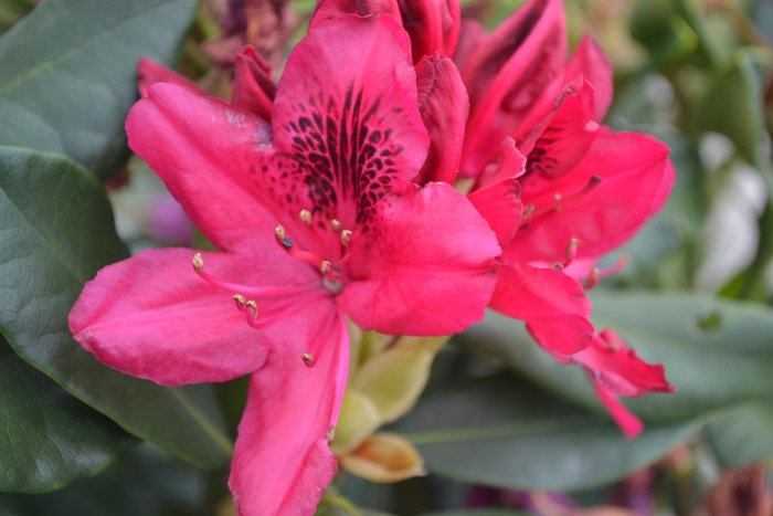 Rhododendron 'Nova Zembla' (111537)