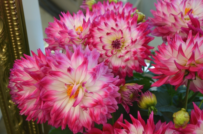 Dahlia LaBella® 'Maggiore Rose Bicolor' (111550)