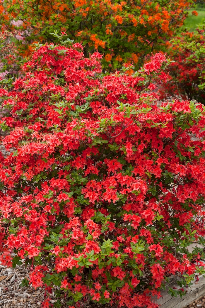 Rhododendron Electric Lights™ 'Red' (111675)