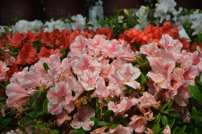 Rhododendron Encore® 'Autumn Sunburst®' Roblet Azalea