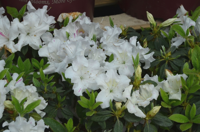 Rhododendron Encore® 'Autumn Lily®' (112027)