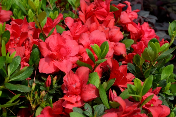 Rhododendron Encore® 'Autumn Bonfire®' (112071)