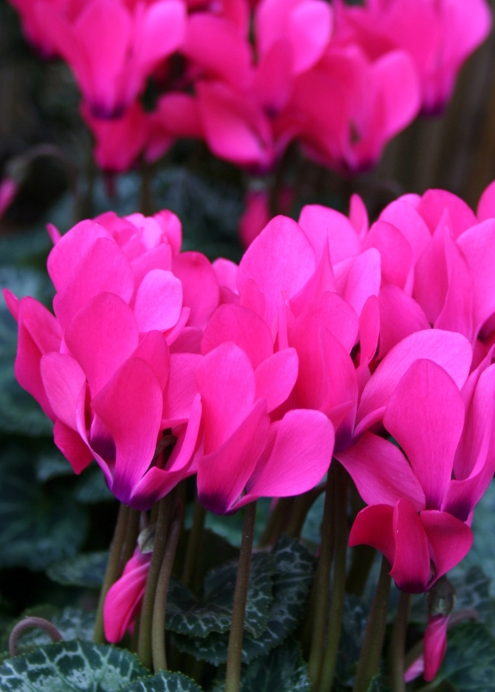 Cyclamen persicum Melody Outdoor® 'Pink' (112307)