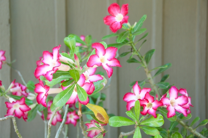 Pink desert rose : Adenium obesum rose