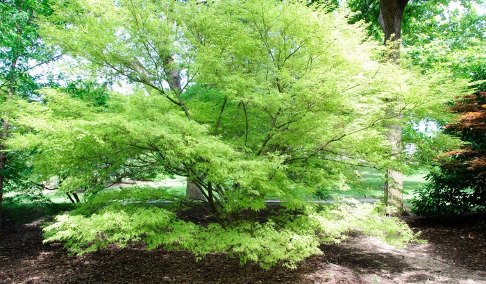 Acer palmatum var. dissectum 'Seiryu (Green Dragon)' (112658)
