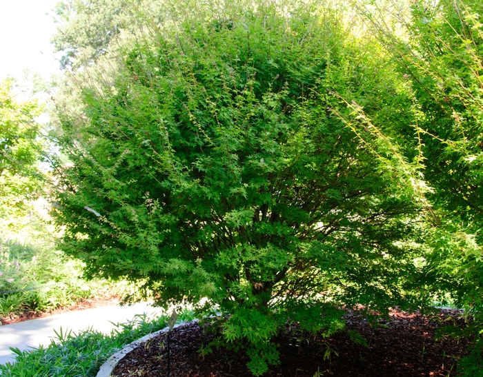 Acer palmatum 'Hanami Nishiki' Japanese Maple from Garden Center Marketing