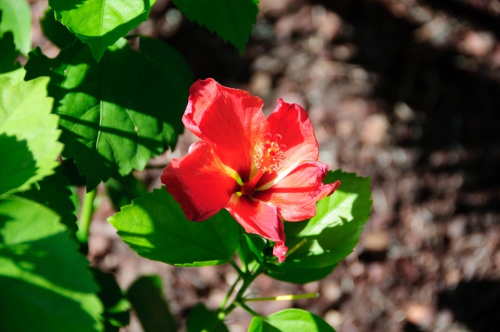 Hibiscus rosa-sinensis Tradewinds™ 'Mandarin Wind' (113293)