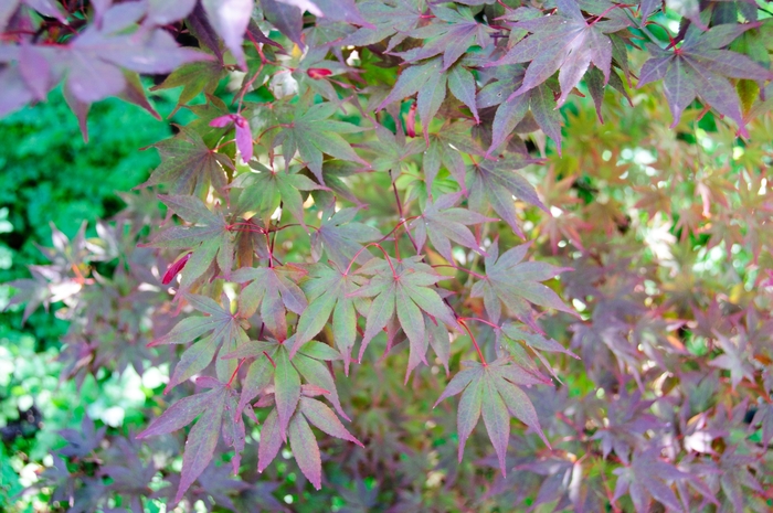 Acer palmatum 'Fireglow' (113393)