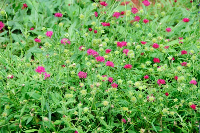 Knautia macedonica 'Red Knight' Red Pincushion from Garden Center Marketing