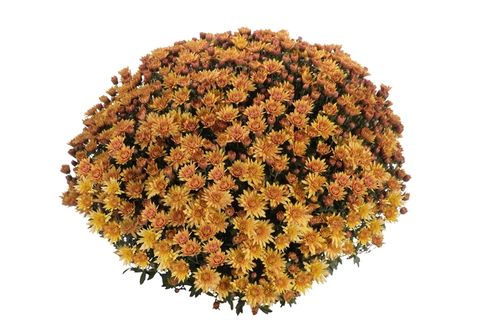 Chrysanthemum x morifolium Afterglow 'Bronze' (114847)