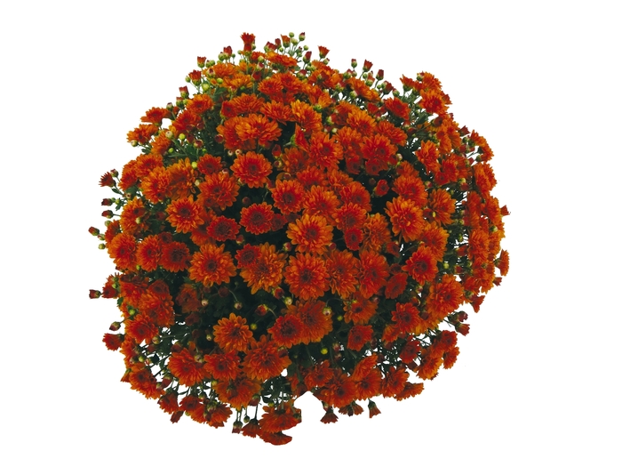 Chrysanthemum x morifolium Afterglow 'Orange' (114848)